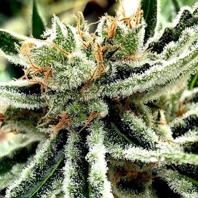 Ministry of Cannabis Mandarin Haze semena neobsahují THC 25 ks