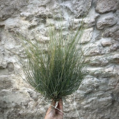 Tillandsia bartramii L