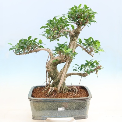 e-bonsai Pokojová bonsai - Ficus kimmen - malolistý fíkus