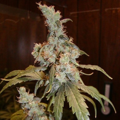 Mr. Nice Afghan Haze regular semienka neobsahujú THC 15 ks
