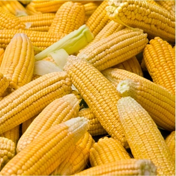Kukurica cukrová Elan F1 - Zea mays - semená kukurice - 50 ks