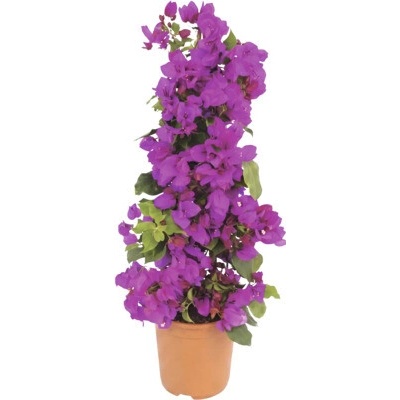 Bugenvilea FloraSelf Bougainvillea 'Sanderiana' celková výška cca 50 cm kvetináč Ø 19 cm