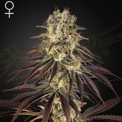 Green House Seed Kongs Krush semienka neobsahujú THC 1 ks