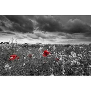 DIMEX ART Флизелинов фототапет черно-бели макове 375 x 250 см