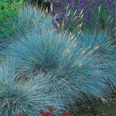 GREENBOSS FLOWER Kostřava sivá 'Blue Select' Průměr květináče: 9 až 12 cm – Zbozi.Blesk.cz