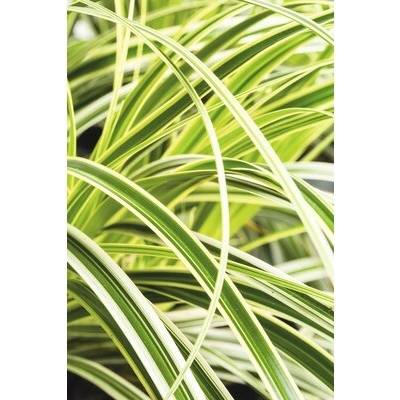 Ostřice japonská FloraSelf Carex morrowii 'Feather Falls' 5-30 cm květináč 3 l