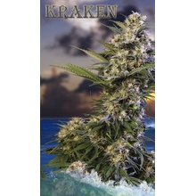 Buddha Seeds Kraken semena neobsahují THC 10 ks