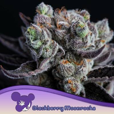 Anesia Seeds Blackberry Moonrocks semena neobsahují THC 10 ks