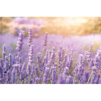 DIMEX ART s. r. o Флизелинов фототапет планинска лавандула 375 x 250 см