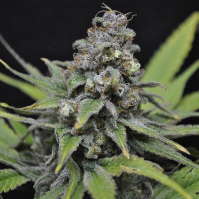 CBD Crew CBD Critical Mass semena neobsahují THC 5 ks