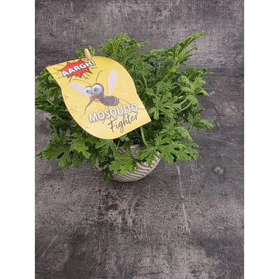 Pelargonium graveolens citron – Hledejceny.cz