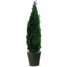 Columnaris 180 - 200 cm