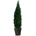 Columnaris 200 - 225 cm