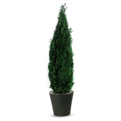 Columnaris 140 - 160 cm