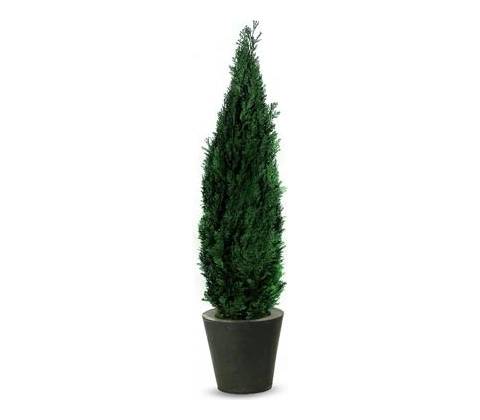 Columnaris 160 - 180 cm