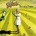 GENESIS - NURSERY CRYME CD