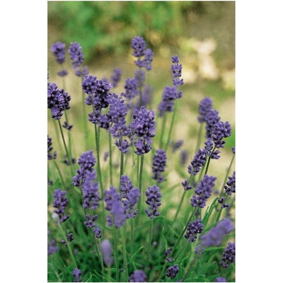 Lavandula angustifolia HIDCOTE COMPACT BLUE - levandule úzkolistá