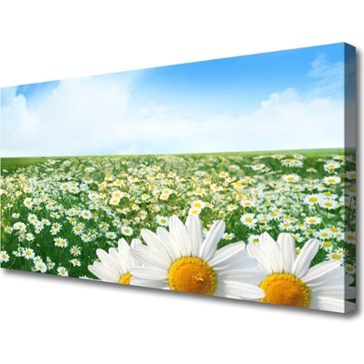 Obraz Canvas Sedmokrásky kvety lúka pole 100x50 cm