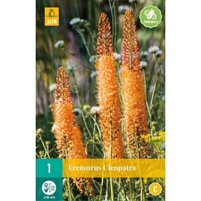 JUB HOLLAND Hlízy liliochvostce EREMURUS CLEOPATRA 1 kus