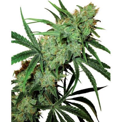 Sensi Seeds Fruity Juice regular semena neobsahují THC 10 ks