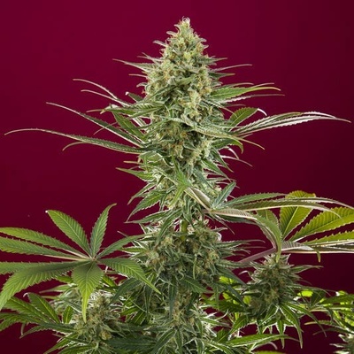 Reggae Seeds Sra. Amparo semena neobsahují THC 1 ks