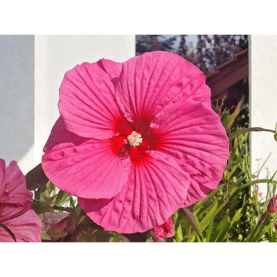 Ibištek bahenný Pink Chocolate, výška 20-30 cm, kvetináč 1,5 l