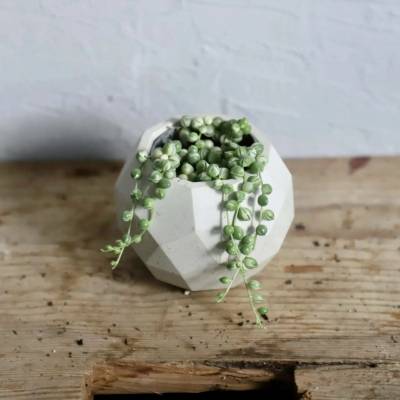 Senecio starček Rowleyanus variegata baby