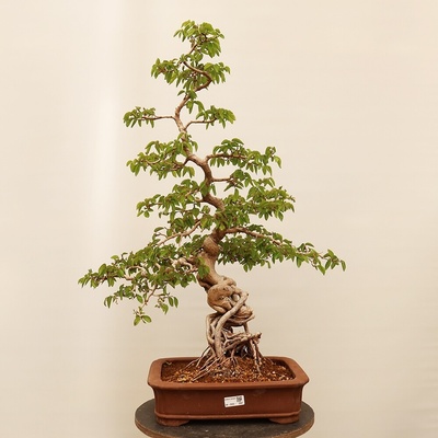 e-bonsai Venkovní bonsai -Carpinus Coreana - Habr korejský