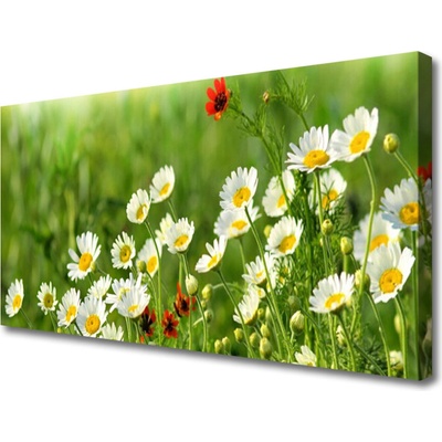 Obraz Canvas Sedmokráska rastlina príroda 100x50 cm