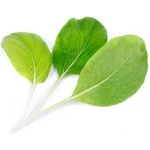 VÉritable (Франция) Пълнител (лингот) Bok choi Organic за настолна градина Véritable® - салата Бок чой (VLIN-J10-Pok023)