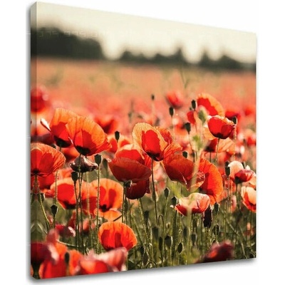 Obraz na stenu KVETY - 30x30