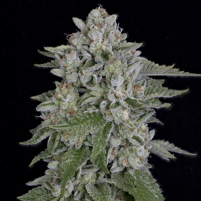 Big Head Seeds Skywalka Cookies semienka neobsahujú THC 10 ks