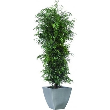 Nicoly tree 240 cm