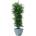 Nicoly tree 240 cm