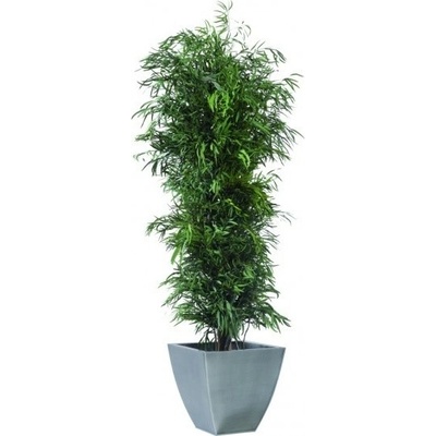 Nicoly tree 130 cm