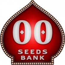 00 Seeds Bank AUTO Cheese Berry semena neobsahují THC 3 ks