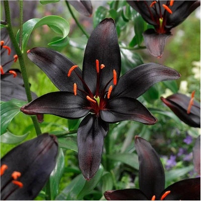 Lilie Blacklist - Lilium - cibule lilie - 1 ks