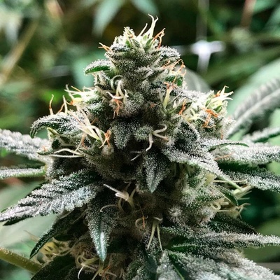 R-Kiem Seeds Eli semena neobsahují THC 5 ks