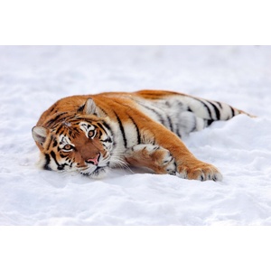 DIMEX ART Флизелинов фототапет тигър в снега 375 x 250 см