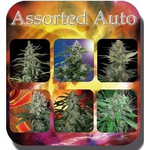 Buddha Seeds Assorted Auto semena neobsahují THC 10 ks