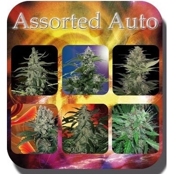 Buddha Seeds Assorted Auto semena neobsahují THC 10 ks