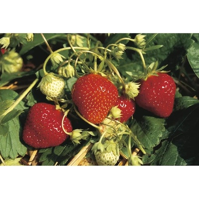 Jahoda BIO 'Mara des Bois' FloraSelf Floralie Gardening with kids květináč Ø 9 cm, opakovaně plodící, intenzivní chuť