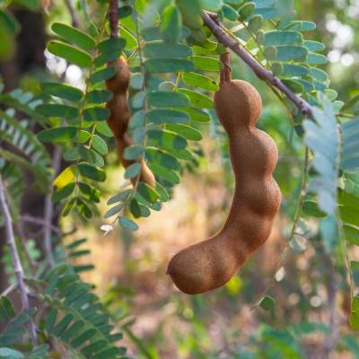 Tamarind indický Tamarindus indica semienka tamarindu 5 ks