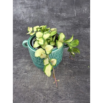Hoya Crimpson Princess 9 cm – Zboží Dáma