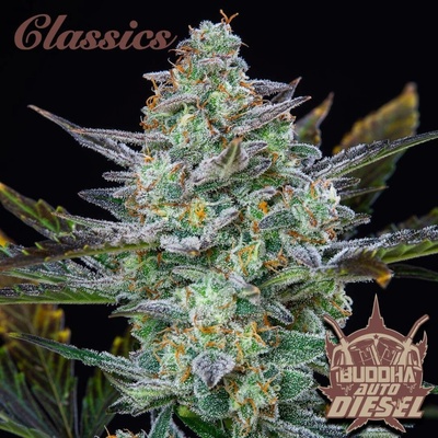 Buddha Seeds AUTO Diesel semena neobsahují THC 10 ks