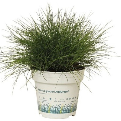 Kostrava metlovitá FloraSelf Festuca gautieri 'AmiGreen' výška 5-15 cm kvetináč 0,5 l