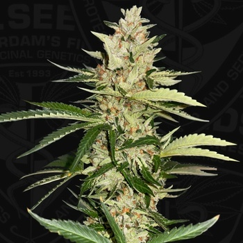 T.H. Seeds Banana Candy Krush 710 Limited Edition semena neobsahuji THC 7 ks