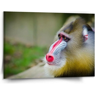 Sablio Obraz Mandril - 150x110 cm