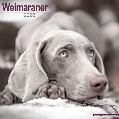 Weimaraner Square Dog Breed Wall 16 Month 2026