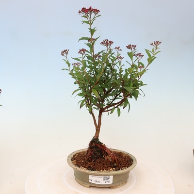 e-bonsai Venkovní bonsai - tavolník japonský - Spirea japonica Anthony Waterer